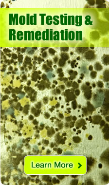 Mold remediation and decontamination