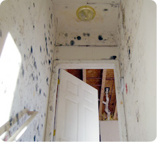 Black mold produces harmful toxins and compounds that affect the immune system