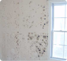 Exposure to mold in your home may constitute a serious health threat according to the Environmental Protection Agency (EPA)