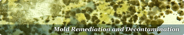 MOLD CONTAMINATION FAQS