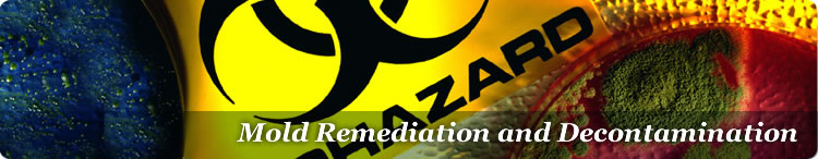 Mold Testing and Mold Remediation