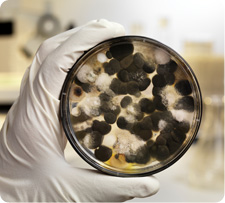 People often have a lot of questions regarding proper cleaning and prevention of black toxic mold