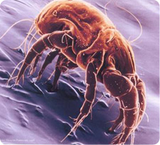 Dust mites allergies, dust mites and asthma, dust mites and sleep