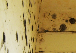 Mold Remediation Before and After